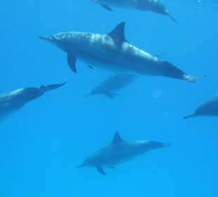 Schnorcheln mit Delfinen
