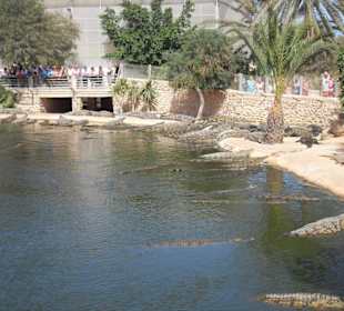 Ausflug Krokodil Farm