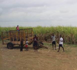 Auf der Zuckerrohrplantage