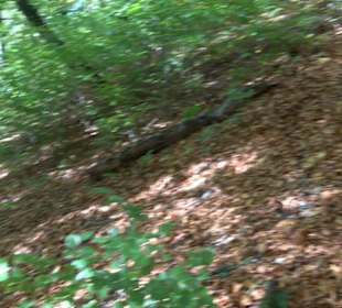 Premiumwanderweg hochgehkeltert Neuffen