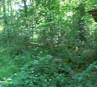 Waldinformationssystem „Lebendiger Wald“