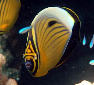 Rippelstreifen-Falterfisch