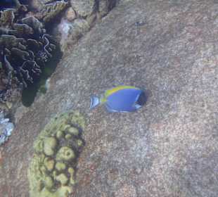 Similian