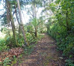 Wanderung durch den Nebelwald/Regenwald