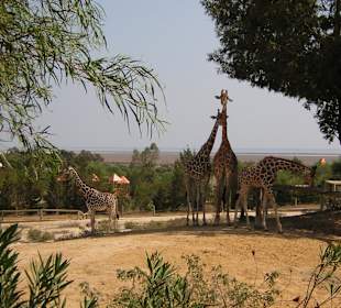 Giraffen