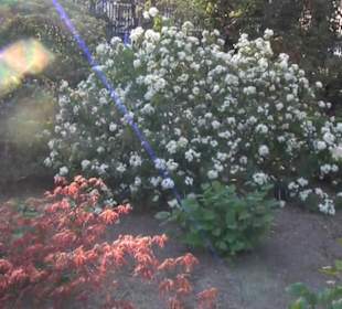 Real Jardín Botánico de Madrid