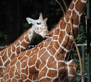 Liebevolles Giraffenkind 