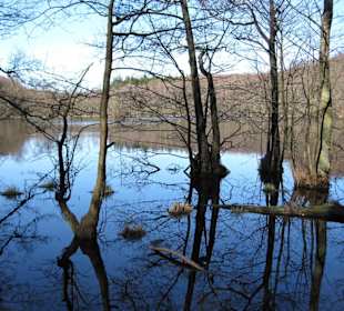 Auf dem Weg zum Königsstuhl