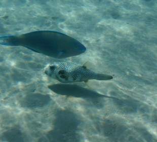 Papageienfisch und Weißfleck-Kugelfisch