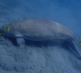 Dugong von Marsa Alam