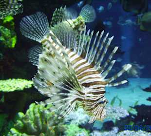 Fisch im Tropicarium