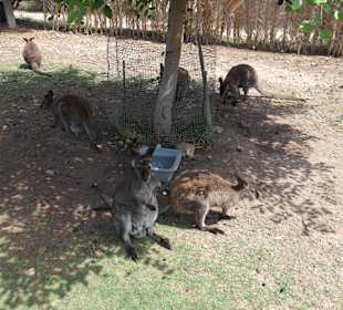 Känguruh