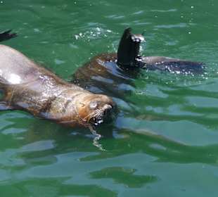 Robben / Seehunde in Hafenbecken