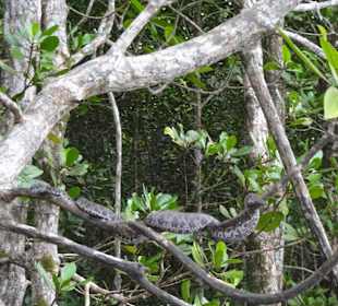 Mangroven Viper