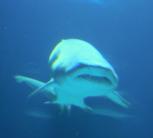 Hai im Tunnel aufgenommen.