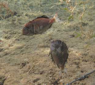 Qualvolles Sterben im Naturschutzgebiet