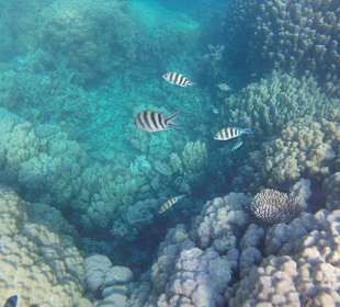 Unterwasser am Riff 