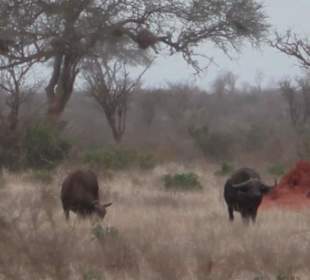 Büffel, eines von den BIG 5