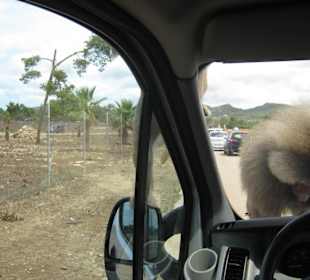 Safari Park