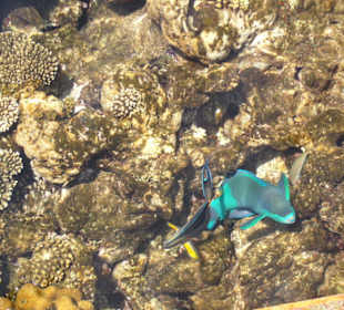 Drei bunte Fische am Hotelriff