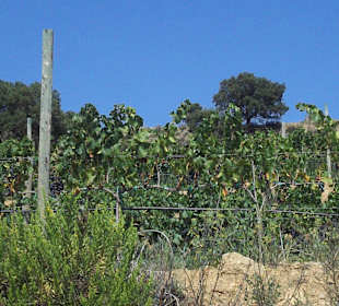 Parc naturel roses