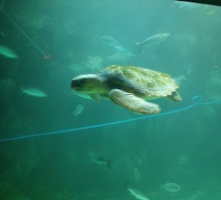 Aquarium-Meeresschildkröte