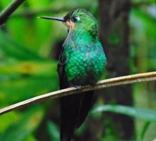 La Paz Waterfall Gardens