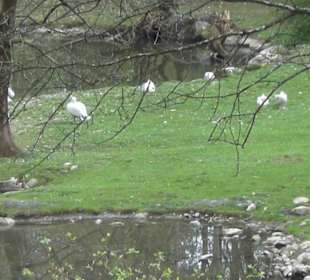 Südamaerika Bereich - Vogelpark