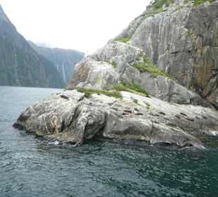Pelzrobben am Milford Sound
