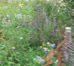 ALB-GOLD Naturgarten