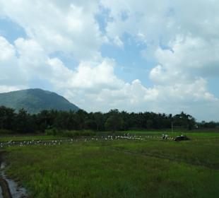 Elefantenreiten Sigiriya