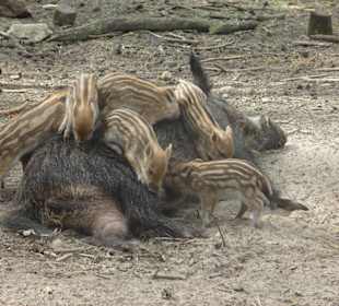 Frischlinge müssen toben!
