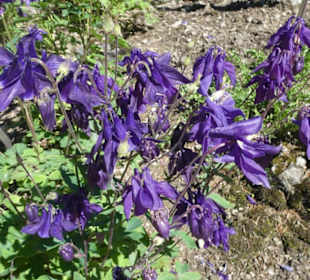 Eindrücke aus dem Rennsteiggarten