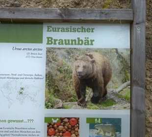 Eurasienbereich - Braunbär