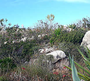 Kakteengarten am Skulpturenpark