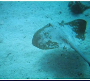 Tauchgang El Fanadir