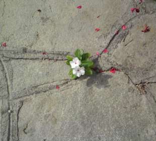 Einsames Blümchen in Sarti