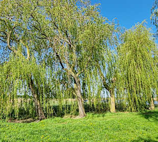 Weiden an der Peene in Sophienhof 