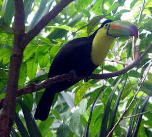 Vogelpark Xamanha