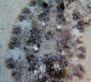 Tuberkel Dendrodoris