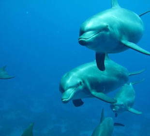 Delfinschnorcheln mit den Dolphin Dancers, 2012