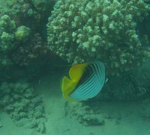 "Polizeifische" die kommen immer zuerst