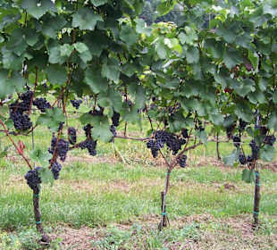 Das wird ein guter Wein