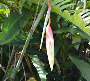 Orchideen Garten 