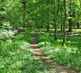 Spaziergang durch den Stadtwald Oldenburg