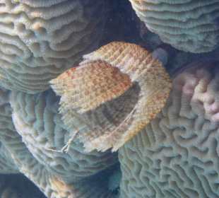 Beim Schnorcheln entdeckt