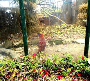 Padmaja Naidu Himalayan Darjeeling Zoo