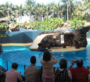 Im Loro Parque Seelöwenshow