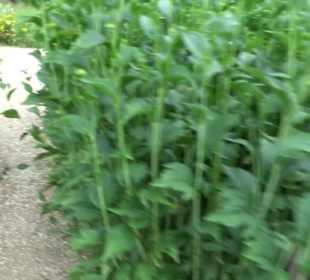 ALB-GOLD Naturgarten