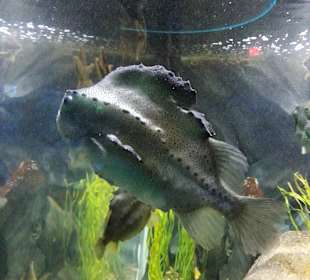 Ripley's Aquarium of Canada